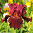 Bearded Iris Print Reproduction