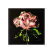 Pretty in Pink – Abstract Floral Bloom Fine Art Poster 16″ x 16″ / Matte Poster